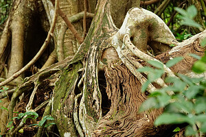 Strangler Fig