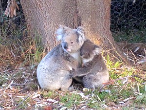 A koala and her baby.